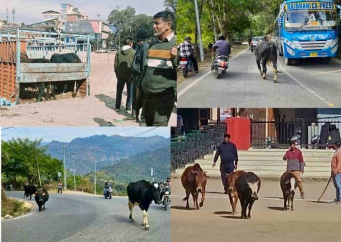 नगर परिषद ने 20 बेसहारा पशु भेजे काऊ सेंचुरी, नाहन शहर में सड़कों से जा रहे पकड़े