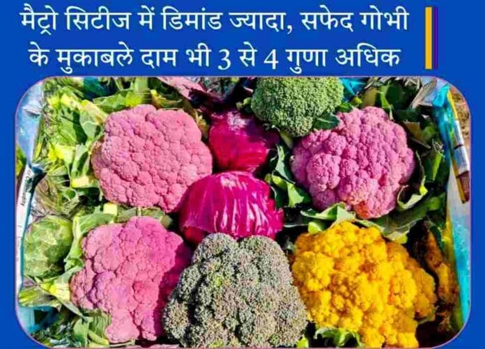 कलरफुल गोभी