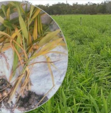 सिरमौर में ‘राइजोम रोट’ ने निगला 24.50 करोड़ का अदरक, 25% फसल बर्बाद