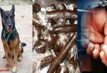 हिमाचल के इस जिले के दंपति से दिल्ली में डॉग ‘अमरो’ ने पकड़वाई 80 लाख की चरस