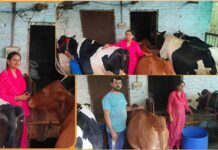 टीजीटी साइंस से डेयरी उद्यमी तक का सफर, सोनिका का ‘स्मार्ट वर्क’ बना प्रेरणा स्रोत, प्रतिमाह 74 हजार की शुद्ध आय