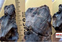 4.5 करोड़ वर्ष पुरानी स्नेकहेड मछली की खोपड़ी की खोज, टेथिस जीवाश्म संग्रहालय के लिए ऐतिहासिक उपलब्धि