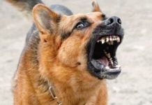 स्कूल से घर जा रही बच्ची पर झपटा आवारा कुत्ता, एक माह के भीतर दूसरी बार नोचा, लोगों में खौफ