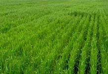 किसान 15 दिसंबर तक करवाएं गेहूं की फसल का बीमा, जानें क्या है नियम और शर्तें, क्लिक पर पूरी जानकारी