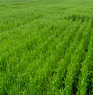 किसान 15 दिसंबर तक करवाएं गेहूं की फसल का बीमा, जानें क्या है नियम और शर्तें, क्लिक पर पूरी जानकारी