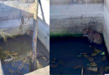 सिरमौर में पानी के टैंक में गिरे तेंदुए का सुरक्षित रेस्क्यू, वन विभाग ने कड़ी मशक्कत से ऐसे बचाई जान