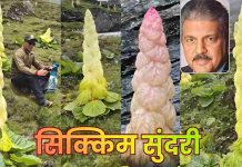 जानिए क्या है ‘सिक्किम सुंदरी’, आनंद महिंद्रा की एक पोस्ट ने जिस पर खींचा देश का ध्यान