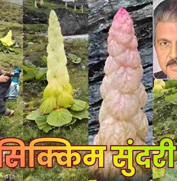 जानिए क्या है ‘सिक्किम सुंदरी’, आनंद महिंद्रा की एक पोस्ट ने जिस पर खींचा देश का ध्यान