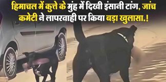 कुत्ते के मुंह में कैसे पहुंचा इंसान का कटा अंग, अस्पताल प्रशासन की व्यवस्था पर बड़ा सवाल