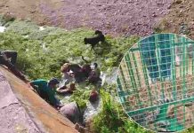 नाहन के जोगीबन से रेस्क्यू मादा तेंदुए की उपचार के दौरान मौत, कुत्तों के हमले में हुई थी गंभीर घायल