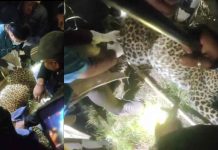 राजगढ़ में पकड़ा गया तेंदुआ, दहशत में जी रहे ग्रामीणों को मिली राहत, वन विभाग की रणनीतिक कार्रवाई सफल