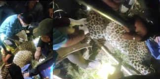 राजगढ़ में पकड़ा गया तेंदुआ, दहशत में जी रहे ग्रामीणों को मिली राहत, वन विभाग की रणनीतिक कार्रवाई सफल