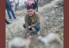 संगड़ाह में दिनदहाड़े तेंदुए का हमला, 2 बकरियों को बनाया शिकार, एक गंभीर, दो लापता