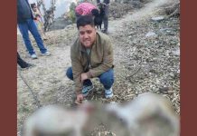 संगड़ाह में दिनदहाड़े तेंदुए का हमला, 2 बकरियों को बनाया शिकार, एक गंभीर, दो लापता