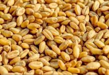 बढ़े हुए न्यूनतम समर्थन मूल्य पर होगी गेहूं की खरीद, जानें कितना मिलेगा प्रति क्विंटल फसल का रेट