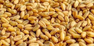 बढ़े हुए न्यूनतम समर्थन मूल्य पर होगी गेहूं की खरीद, जानें कितना मिलेगा प्रति क्विंटल फसल का रेट