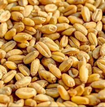 बढ़े हुए न्यूनतम समर्थन मूल्य पर होगी गेहूं की खरीद, जानें कितना मिलेगा प्रति क्विंटल फसल का रेट