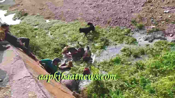 कुत्तों का तेंदुए पर हमला