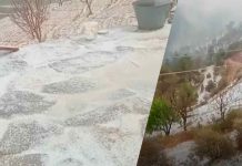 ओलों का कहर! सिरमौर की ‘पीच वैली’ में आड़ू-पलम की फ्लावरिंग तबाह, बारिश बर्फबारी से हिमाचल में फिर लौटी ठंड