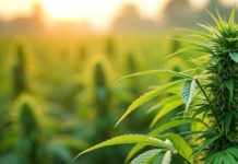 भांग की खेती पर सरकार का बड़ा कदम! पायलट प्रोजेक्ट से खुलेगा वैधता का रास्ता