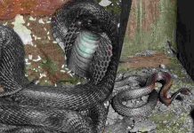 जमटा स्कूल के रेन हार्वेस्टिंग टैंक में घुसा 6-7 फीट लंबा कोबरा, मचा हड़कंप, वन विभाग ने रेस्क्यू कर जंगल में छोड़ा