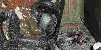 जमटा स्कूल के रेन हार्वेस्टिंग टैंक में घुसा 6-7 फीट लंबा कोबरा, मचा हड़कंप, वन विभाग ने रेस्क्यू कर जंगल में छोड़ा