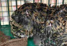 तेंदुए की मौत के मामले में बड़ा खुलासा, धारदार हथियार से काटे नाखून, पोस्टमार्टम रिपोर्ट में पुष्टि, दो गिरफ्तार