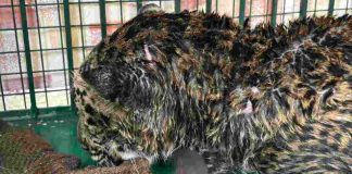 तेंदुए की मौत के मामले में बड़ा खुलासा, बाड़े के भीतर धारदार हथियार से काटे थे नाखून, दो गिरफ्तार