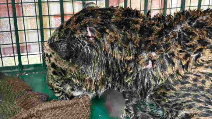 तेंदुआ...