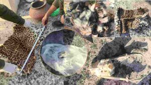 ये कार्रवाई पांवटा साहिब वन मंडल की रैपिड रिस्पॉन्स टीम ने अमल में लाई। विभाग की टीम ने गुप्त सूचना के आधार पर बड़ी कार्रवाई करते हुए माजरा रेंज के घुतनपुर गांव में अख्तर अली के परिसर पर छापा मारकर वन्यजीव तस्करी का पर्दाफाश किया।