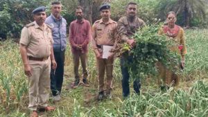 जिला सिरमौर के पुलिस थाना रेणुकाजी क्षेत्र के तहत पुलिस ने अफीम की अवैध खेती का खुलासा किया है, जहां लहसुन के खेत में अफीम के पौधे बरामद हुए।