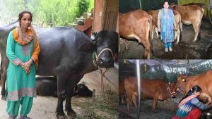 वित्तीय वर्ष 2026-27 के लिए गाय के दूध का न्यूनतम समर्थन मूल्य 61 रुपये प्रति लीटर और भैंस के दूध का 71 रुपये प्रति लीटर तय किए जाने से पशुपालकों को उनकी मेहनत का बेहतर दाम मिल रहा है और उनकी आय में स्थिरता के साथ बढ़ोतरी भी दर्ज हो रही है।