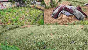 सुबह के वक्त रुक-रुक कर हुई बूंदाबांदी के कारण खेतों में कटी पड़ी जौ और गेहूं की फसल भीग गई, जिससे किसानों को भारी नुकसान की आशंका सताने लगी है।