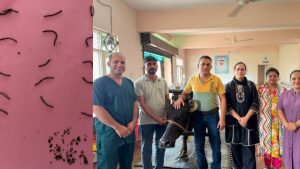 पशु चिकित्सालय ललड़ी में चिकित्सकों की टीम ने जटिल सर्जरी कर भैंस के पेट से धातु के तारों के 18 टुकड़े निकालकर उसका सफल उपचार किया।