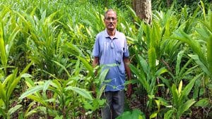 हिमाचल में बड़ी इलायची की खेती बनी कमाई का नया मॉडल, 1800 रुपये किलो दाम, प्रेम लाल 20 साल का अनुभव
