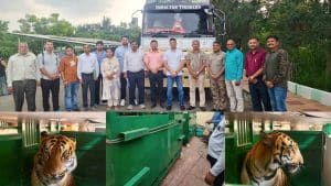 महाराष्ट्र के नागपुर स्थित गोरेवाड़ा से रॉयल बंगाल टाइगर का एक जोड़ा पूरे एस्कॉर्ट के साथ करीब 41 घंटे के लंबे सफर के बाद सुरक्षित श्री रेणुकाजी पहुंच गया है।