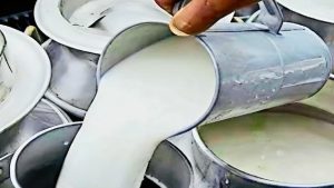 प्रदेश सरकार ने न्यूनतम समर्थन मूल्य (MSP) का लाभ अधिक से अधिक पशुपालकों तक पहुंचाने के उद्देश्य से दूध खरीद व्यवस्था में बड़ा बदलाव किया है।