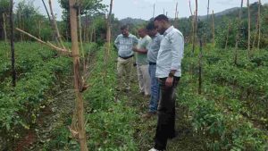 हिमाचल प्रदेश फसल विविधीकरण प्रोत्साहन परियोजना (एचपीसीडीपी-चरण-2) के अंतर्गत जापान अंतरराष्ट्रीय सहयोग एजेंसी (जाइका) के सहयोग से संचालित गतिविधियों के तहत खंड परियोजना प्रबंधन इकाई, बिलासपुर के अधिकारियों ने ग्राम छकोह का दौरा कर टमाटर उत्पादक किसानों के खेतों का निरीक्षण किया