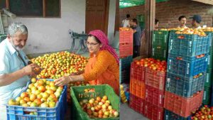 राजगढ़ क्षेत्र के टमाटर उत्पादक किसान इन दिनों टमाटर के दामों में आई भारी गिरावट से परेशान हैं। पिछले एक सप्ताह में मंडियों में भाव तेजी से लुढ़कने के कारण किसानों के लिए उत्पादन लागत निकालना भी मुश्किल हो गया है।
