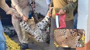 सोचिए, घर के कमरे में तेंदुआ बंद हो और बाहर पूरा परिवार उसकी हर आहट से सहमा हुआ हो। सिरमौर के संगड़ाह क्षेत्र के चूईनाधार गांव में करीब 36 घंटे कुछ ऐसा ही माहौल रहा।