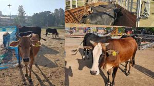 गौवंश को सड़क पर छोड़ना पड़ा भारी, टैग से पकड़े गए तीन मालिक; कार्रवाई के निर्देश, सात भेजे कोटला बड़ोग