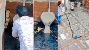 पांवटा साहिब के जामनीवाला में एक घर से किंग कोबरा को रेस्क्यू करते भूपेंद्र सिंह।