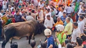 नगर निकाय चुनाव के नतीजे घोषित होने के बाद रविवार देर शाम जोगिंद्रनगर में उस समय अफरा-तफरी मच गई, जब जीत का जश्न मना रहे प्रत्याशियों और समर्थकों की भीड़ में एक आवारा सांड ने अचानक घुस गया।