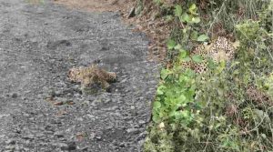 राजगढ़ क्षेत्र में शुक्रवार को एक तेंदुआ लोगों के बीच चर्चा का विषय बन गया। तेंदुआ घायल अवस्था में पड़ा था और उसकी पिछली दोनों टांगें काम नहीं कर रही थीं। हालांकि, तेंदुए की क्षेत्र में मौजूदगी से लोगों के बीच अचानक हड़कंप जरूर मच गया। राहत की बात यह रही कि तेंदुए ने किसी भी व्यक्ति को नुकसान नहीं पहुंचाया।
